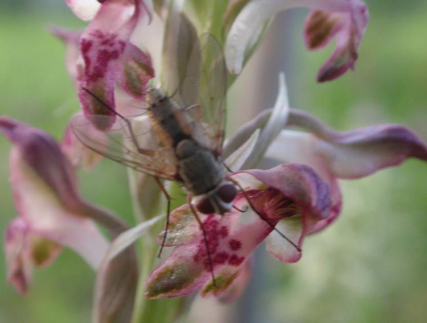 Prosena siberita (Tachinidae, Diptera) su A. coriophora